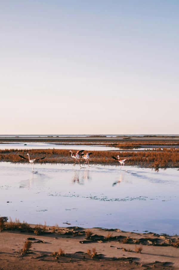 Le Salin d'Aigues-Mortes, une terre protégée