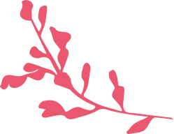 Tous nos soins sont formulés avec l’Algue Rose de Camargue Bio, récoltée sur le Salin d’Aigues Mortes en Camargue. 