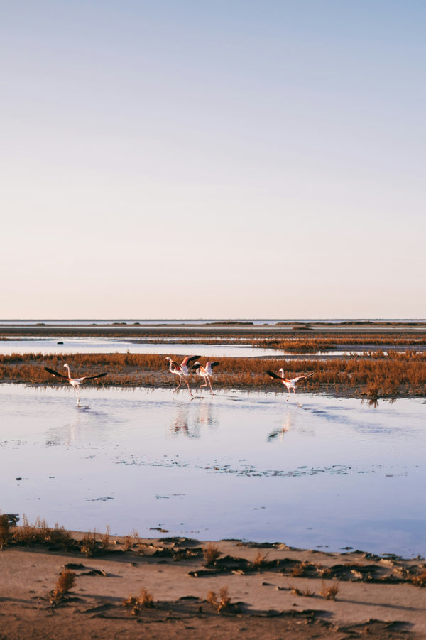 Le Salin d'Aigues-Mortes, une terre protégée